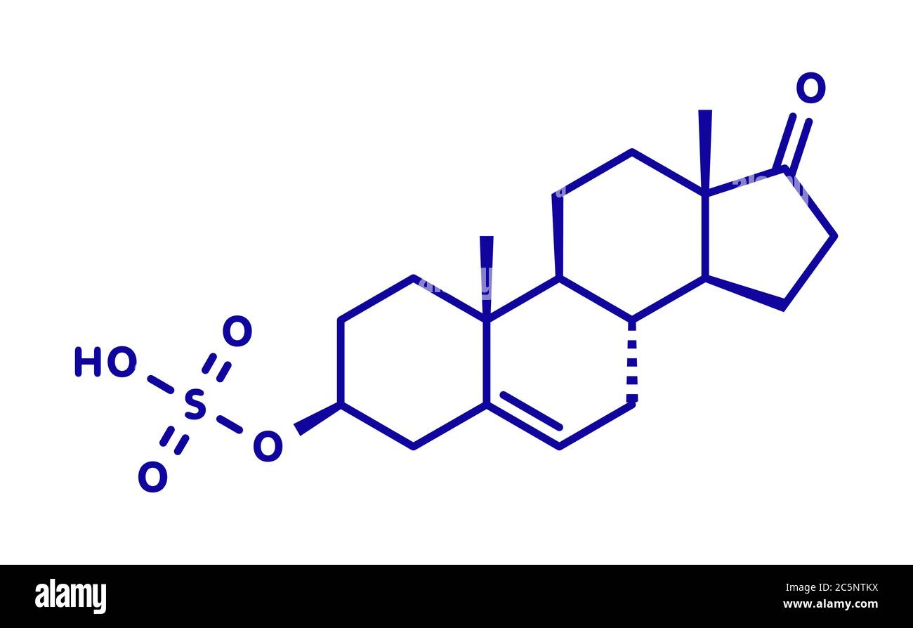 Dehydroepiandrosterone sulfate (DHEAS) natural hormone molecule