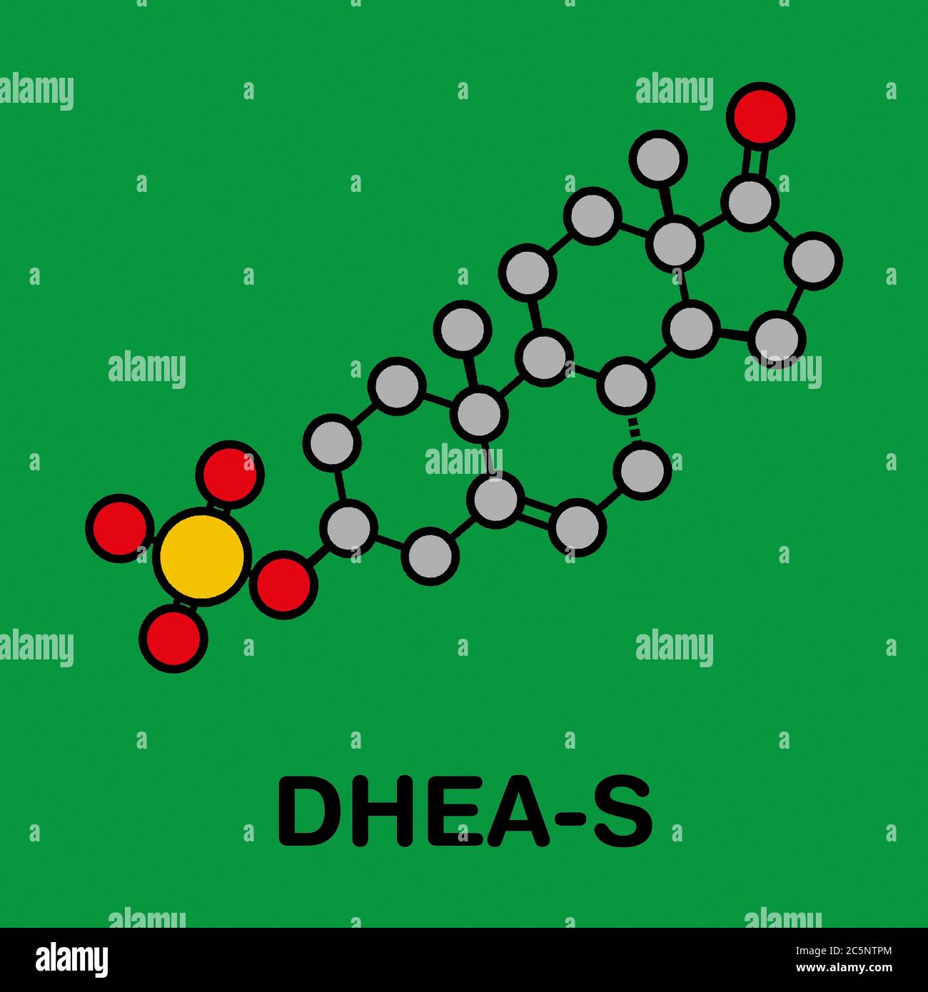 Dehydroepiandrosterone sulfate (DHEAS) natural hormone molecule