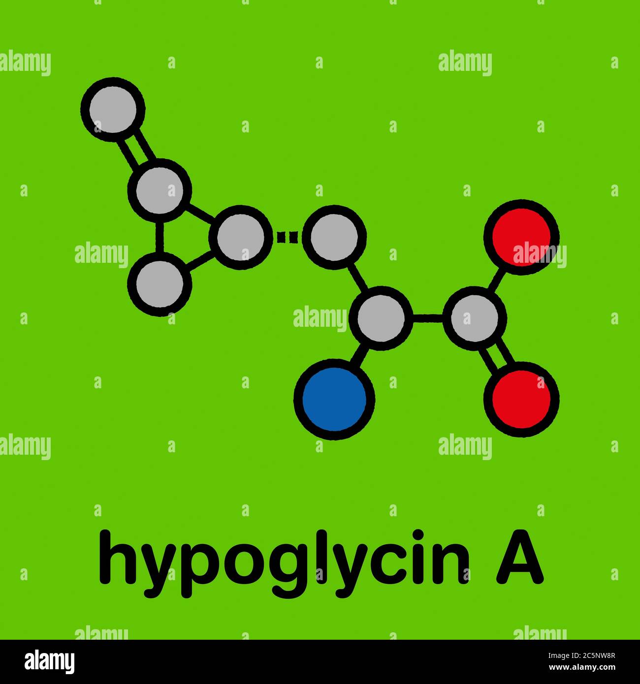 Hypoglycin A molecule. Toxic amino acid found in unripened lychees. Stylized skeletal formula (chemical structure): Atoms are shown as color-coded circles: hydrogen (hidden), carbon (grey), oxygen (red), nitrogen (blue). Stock Photo