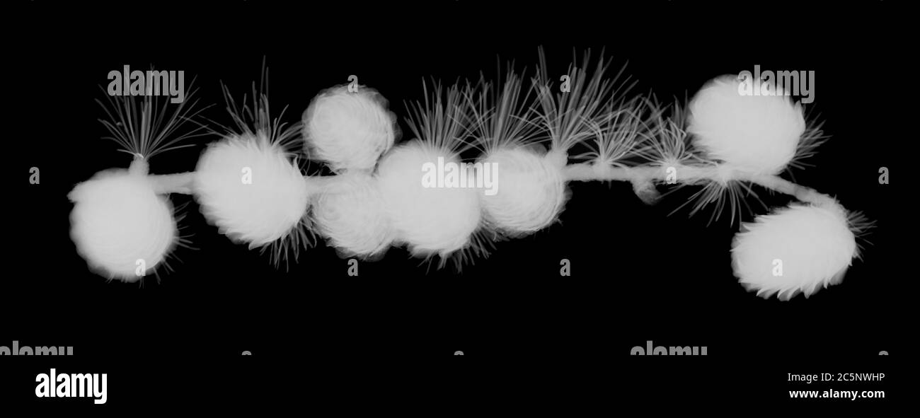 Pine needles and fir cones, X-ray. Stock Photo