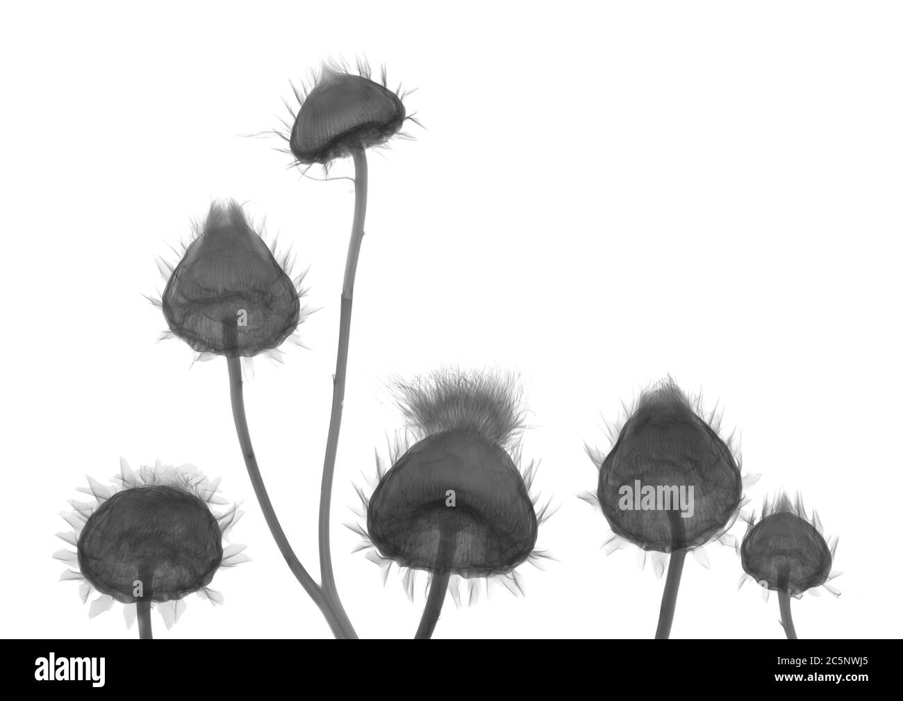 Six thistles (Cirsium vulgare), X-ray. Stock Photo