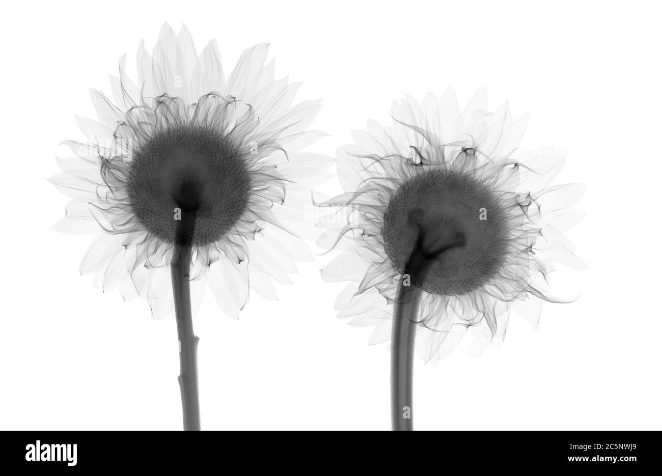 Two sunflowers (Helianthus sp.), X-ray. Stock Photo