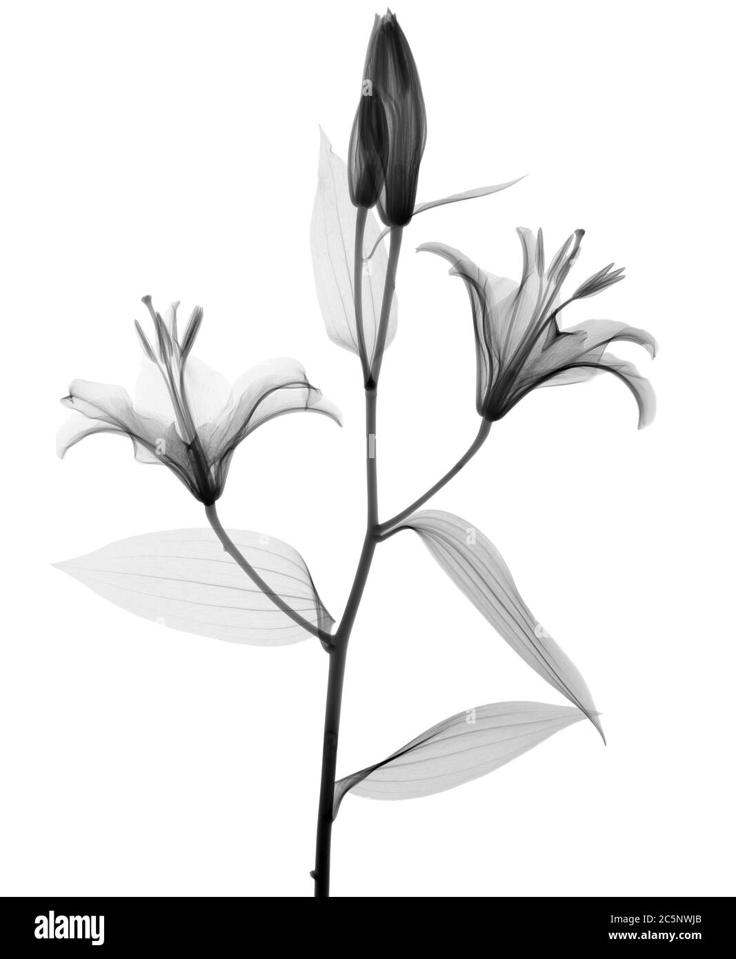 Stargazer lily (Lilium 'Stargazer'), X-ray. Stock Photo