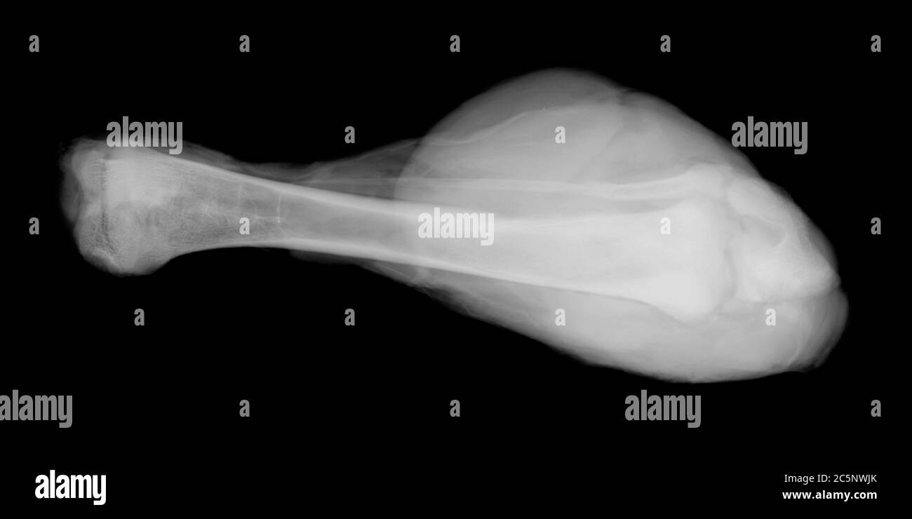 Chicken leg, X-ray. Stock Photo