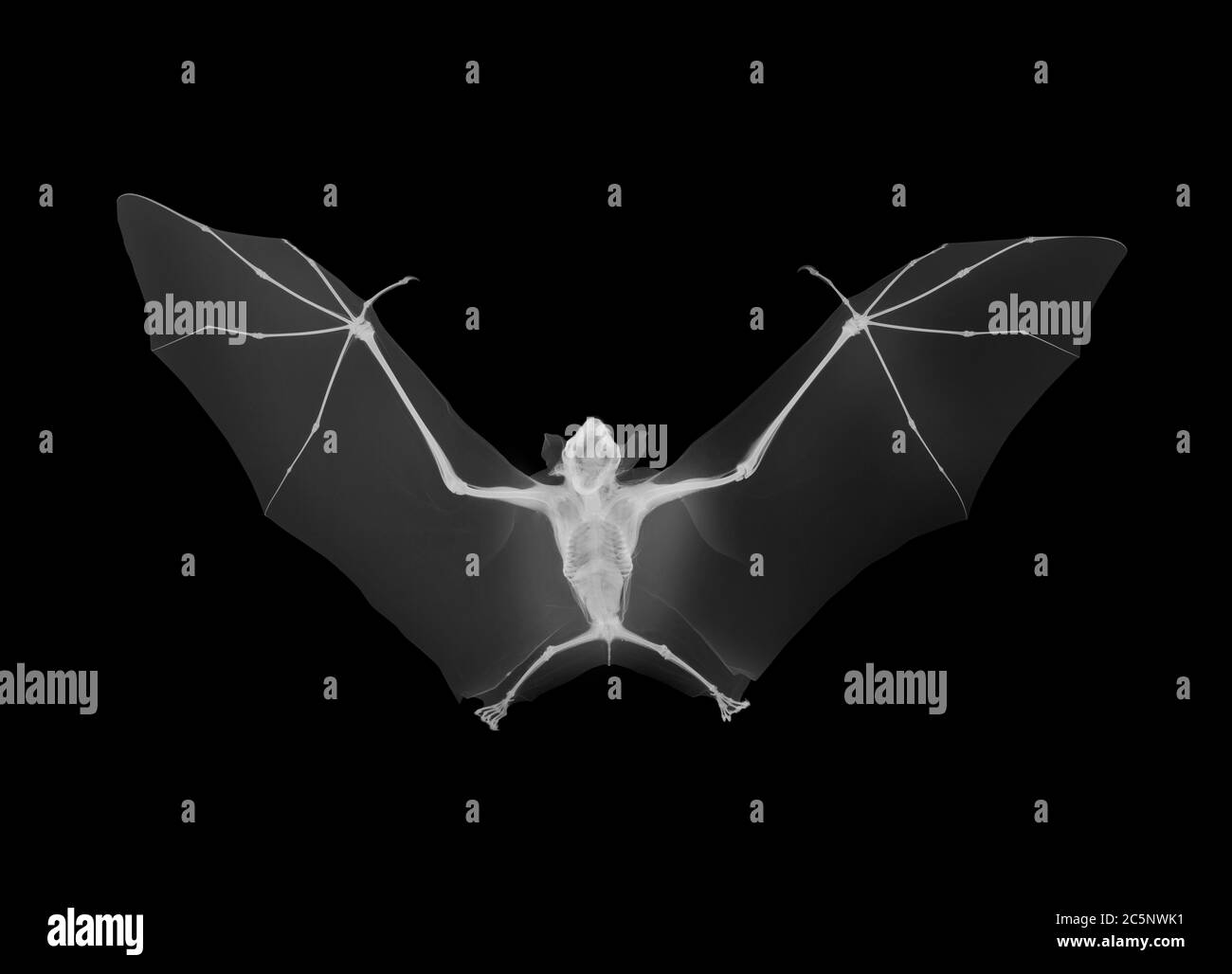 Flying fox, or fruit bat (Pteropus sp.), X-ray. Stock Photo
