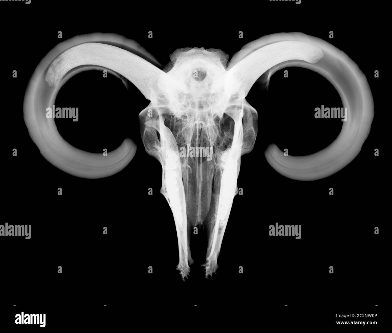Ram skull with horns, X-ray. Stock Photo