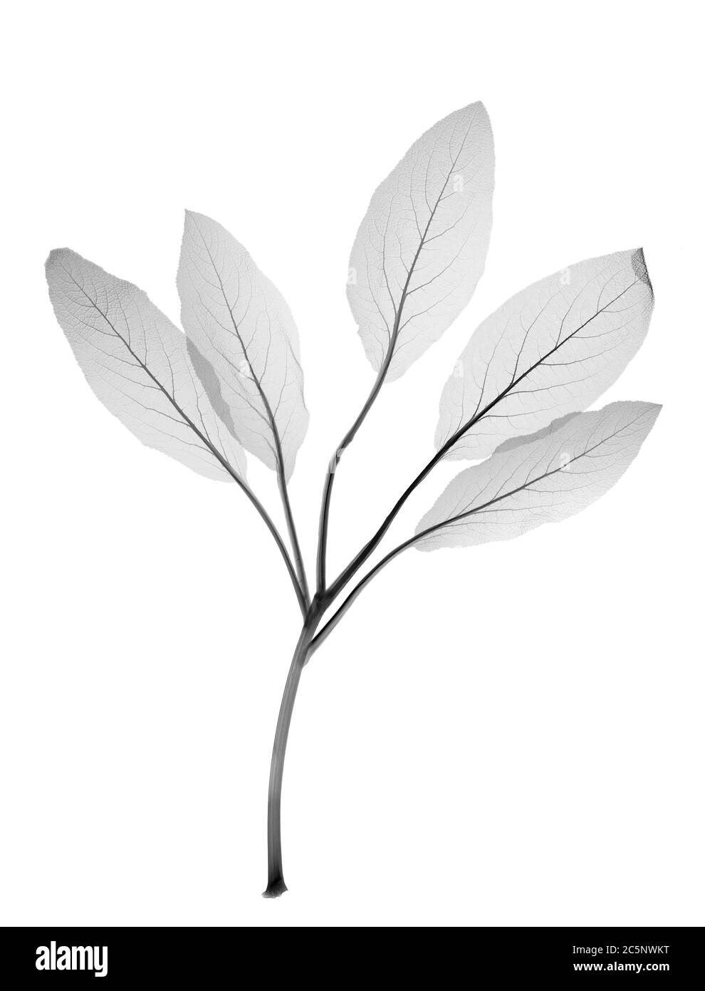 Five starchy leaves, X-ray. Stock Photo