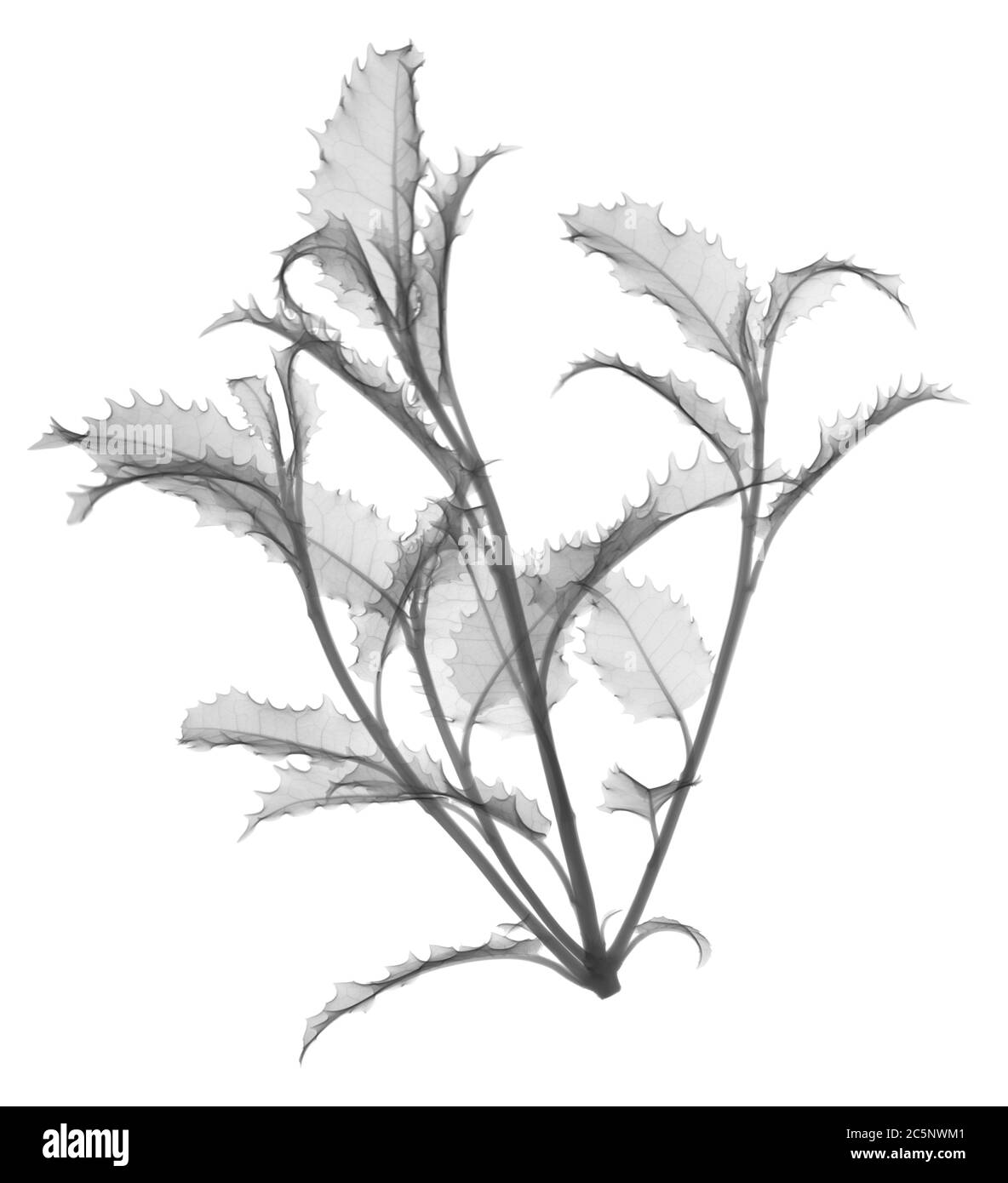 Daisy bush (Olearia macrodonta major), X-ray. Stock Photo