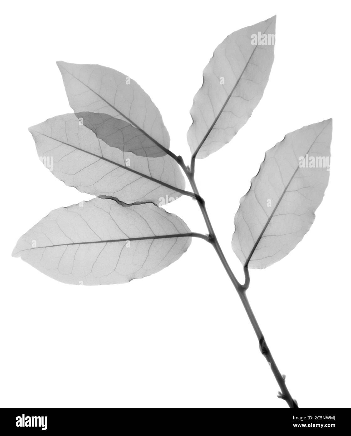 Viburnum leaves, X-ray. Stock Photo