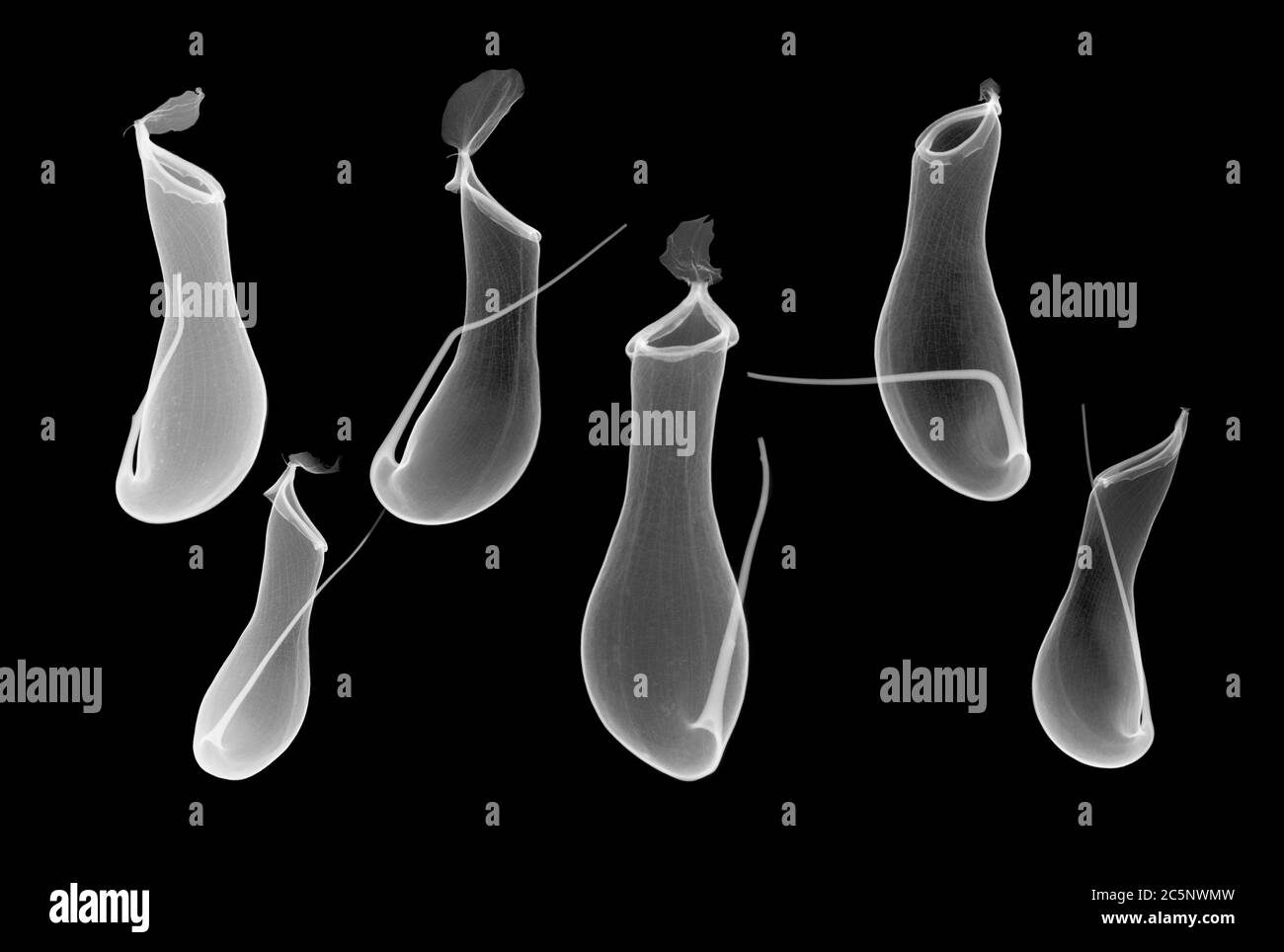Six pitcher plant (Nepenthes coccinea) pitchers, X-ray. Stock Photo