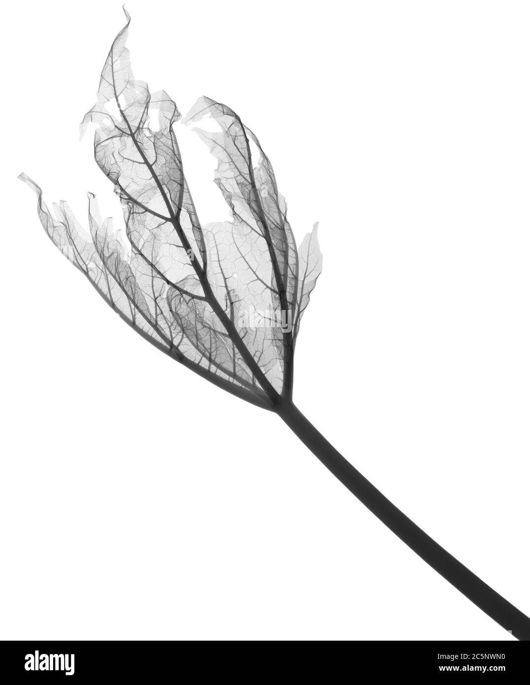 Rhubarb leaf (Rheum sp.) , X-ray. Stock Photo