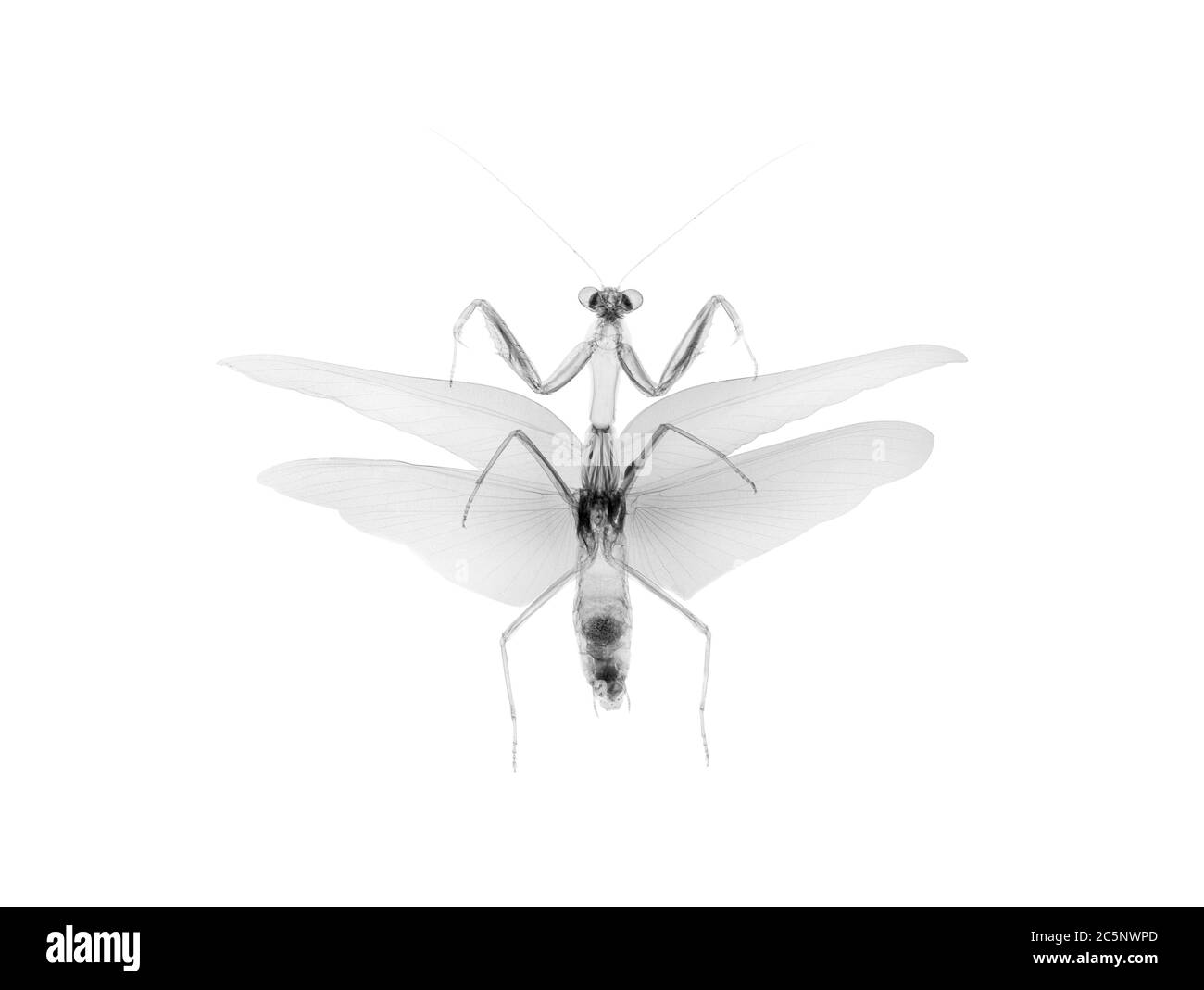 Preying mantis (Tenodera australasiae), X-ray. Stock Photo
