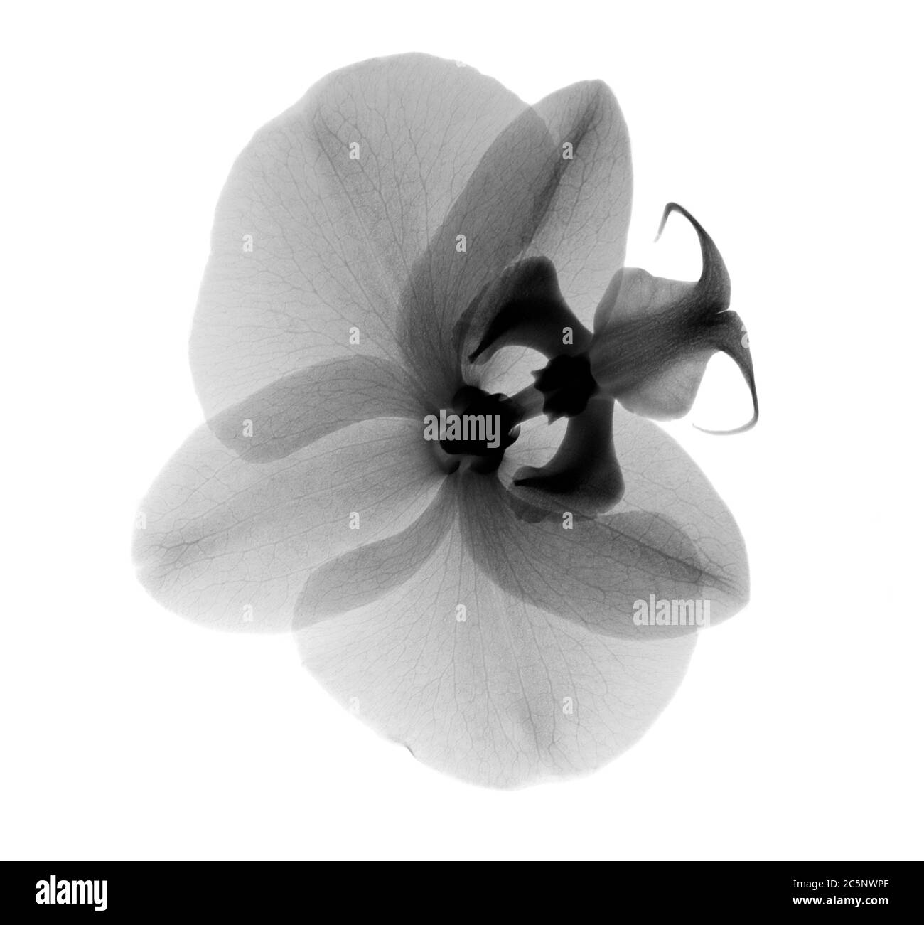 Orchid (Phalaenopsis sp.) flower, X-ray. Stock Photo