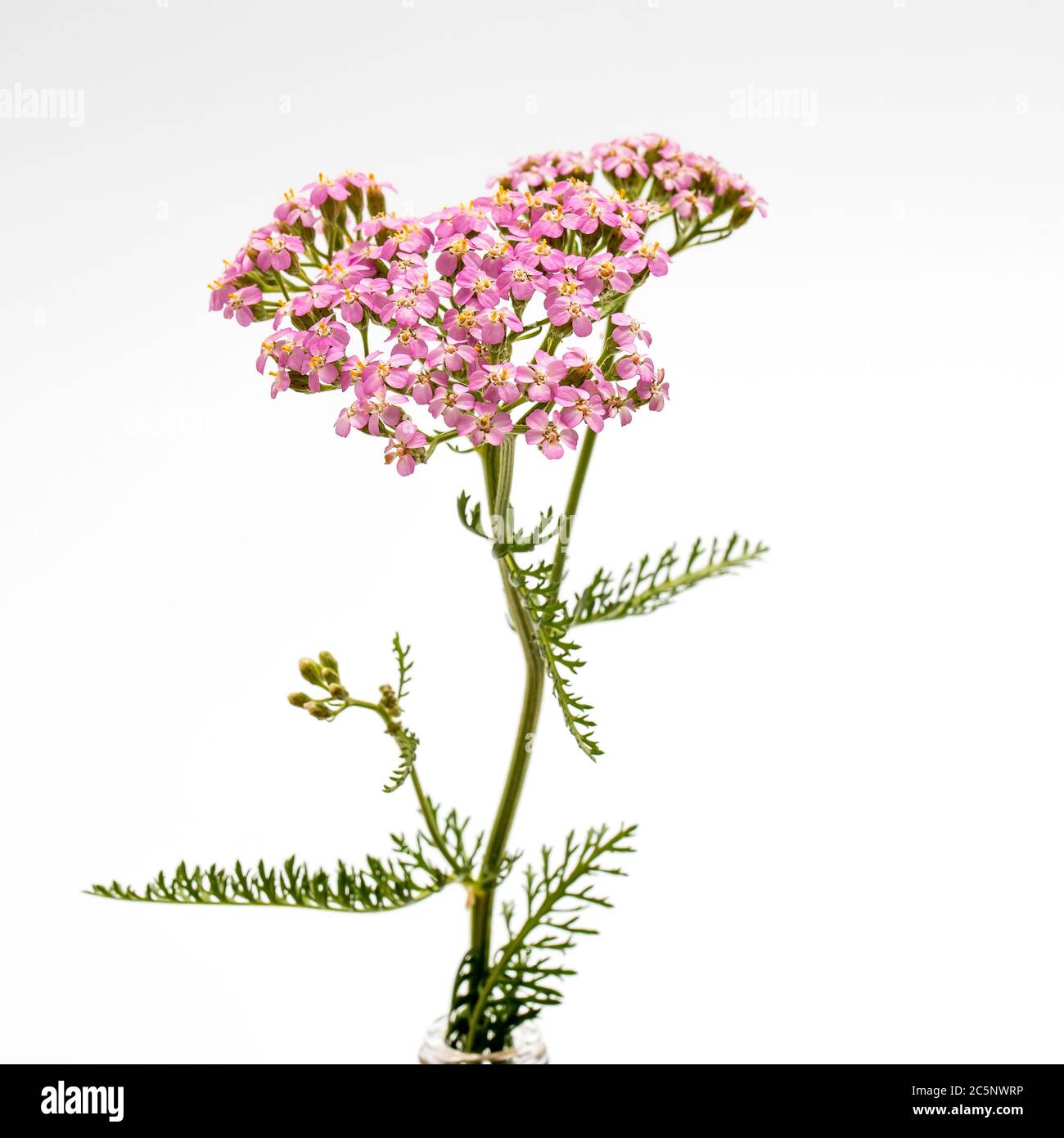 Yarrow. Pink inflorescence herb (Achillea millefolium) on white ...