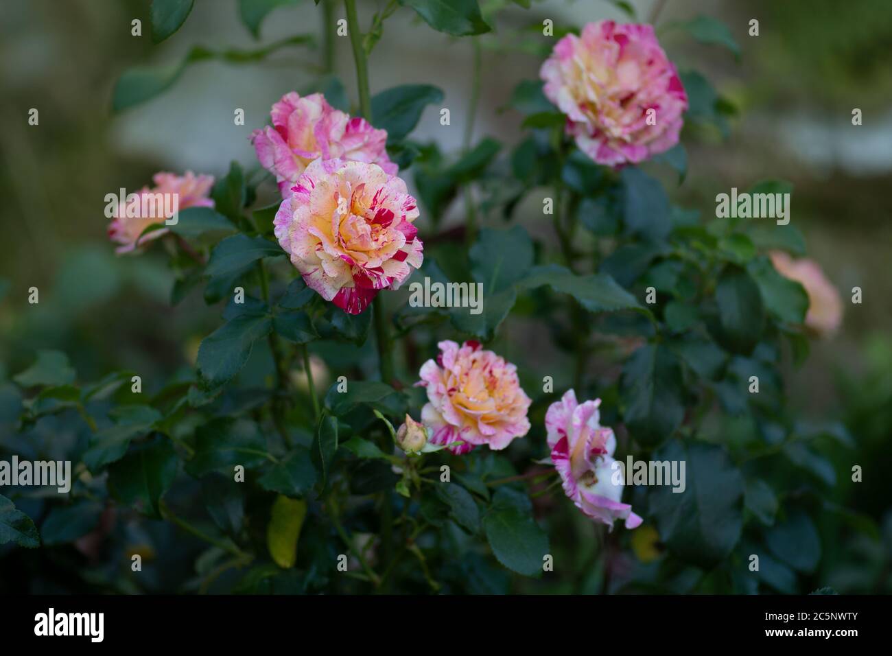 Colorful bush of  Camille Pissarro roses in the garden. Beautiful pink and yellow striped rose Stock Photo