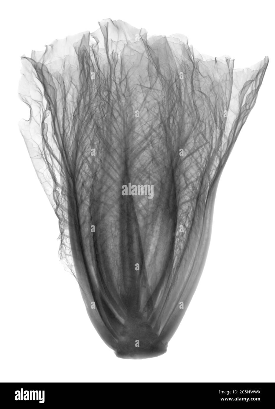 Romaine cabbage, X-ray. Stock Photo