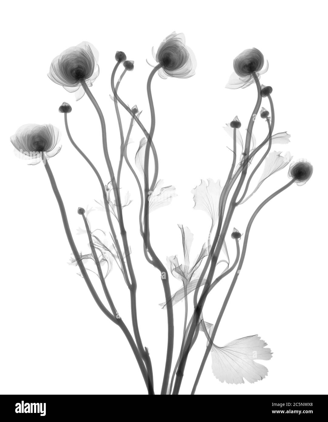 Buttercup (Ranunculus sp.), X-ray. Stock Photo