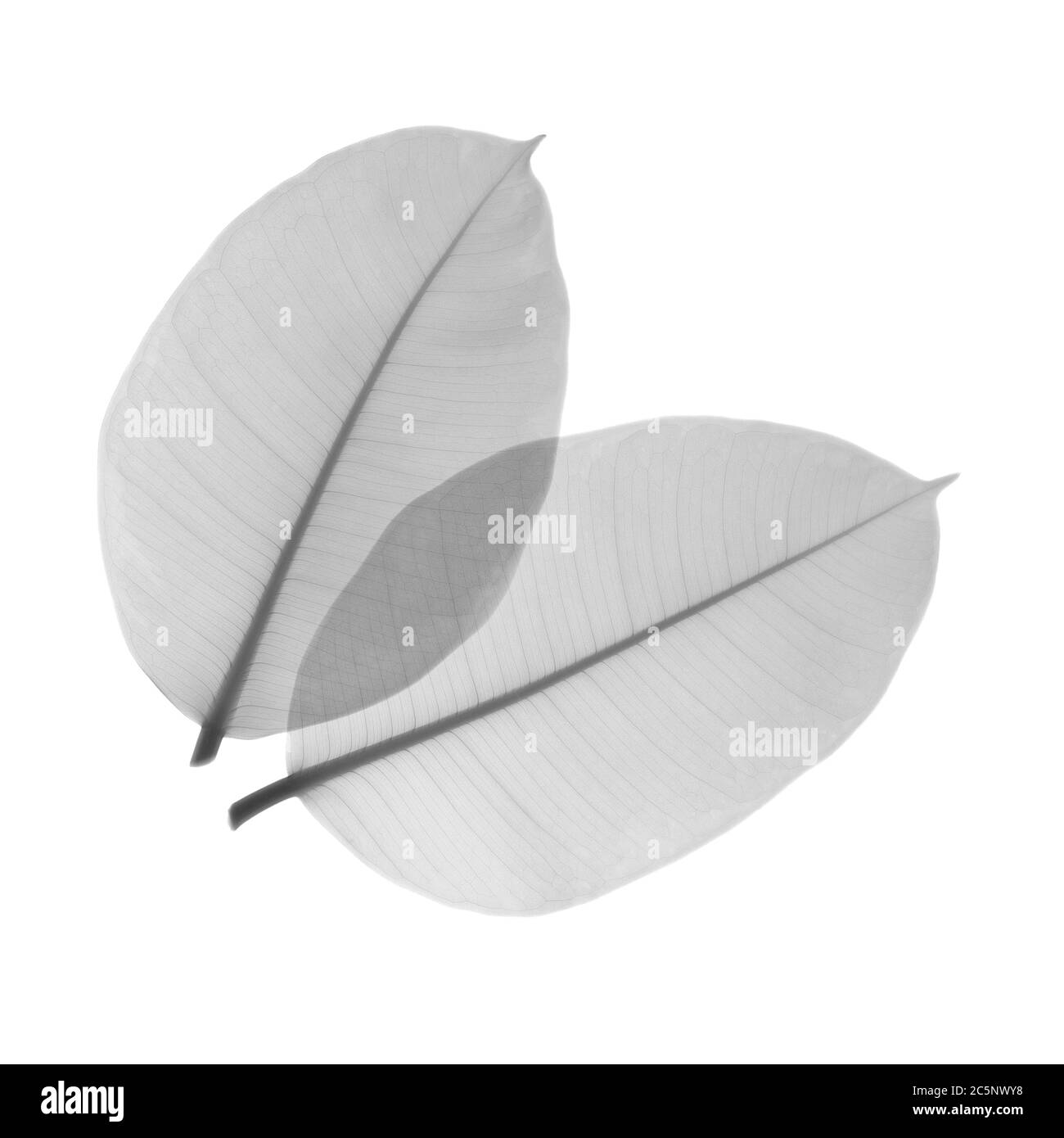 Rubber plant leaves, X-ray. Stock Photo