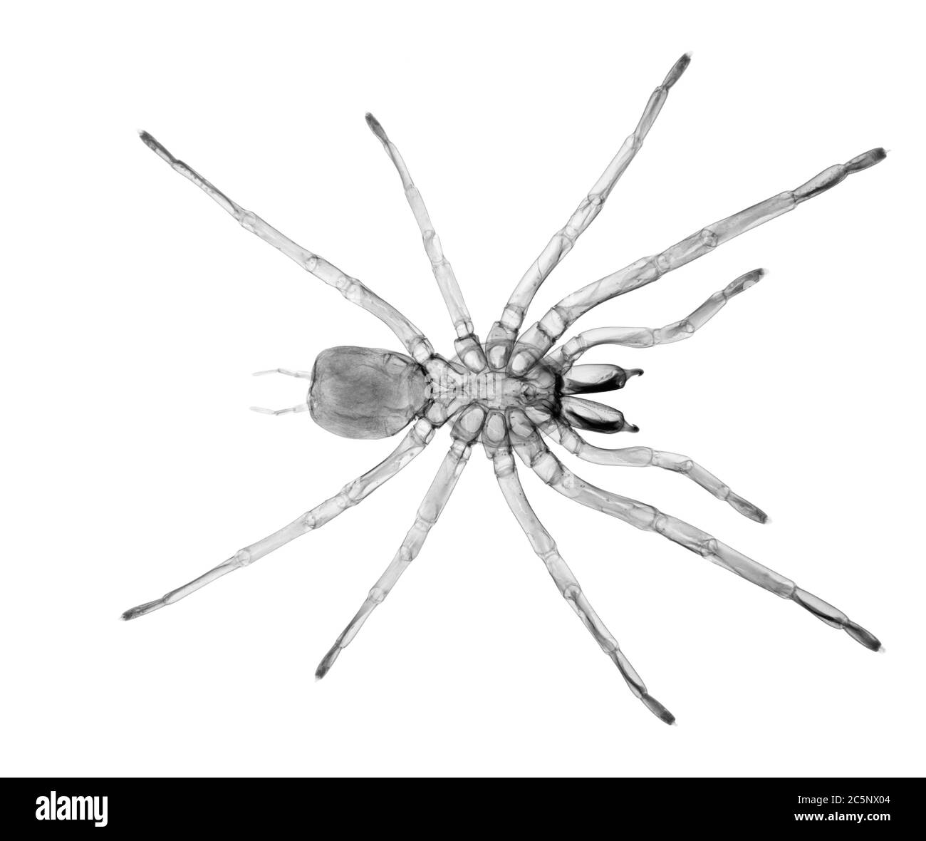 Tarantula spider (Grammostola rosea), X-ray. Stock Photo