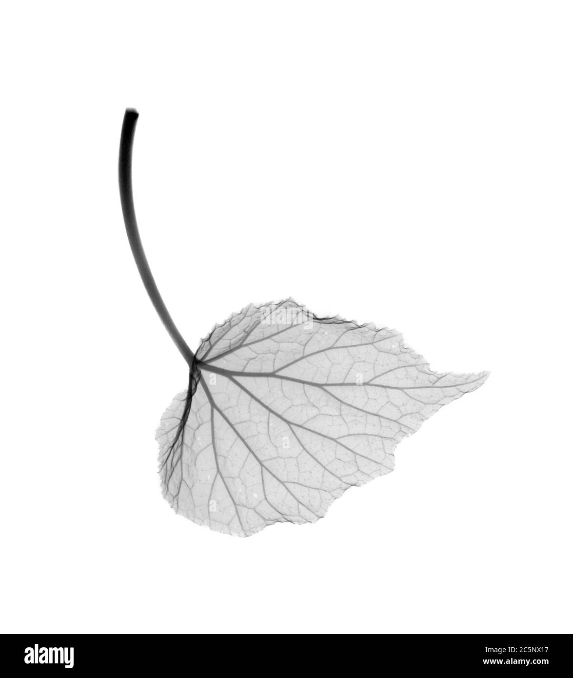 Begonia leaf, X-ray. Stock Photo