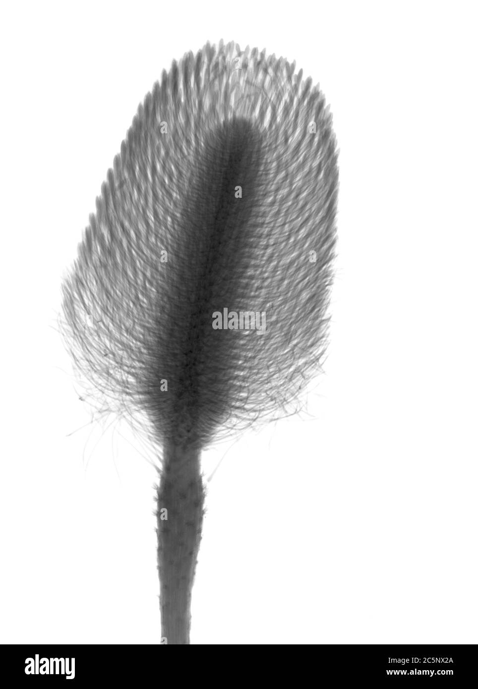 Pincushion plant (Leucospermum sp.), X-ray. Stock Photo