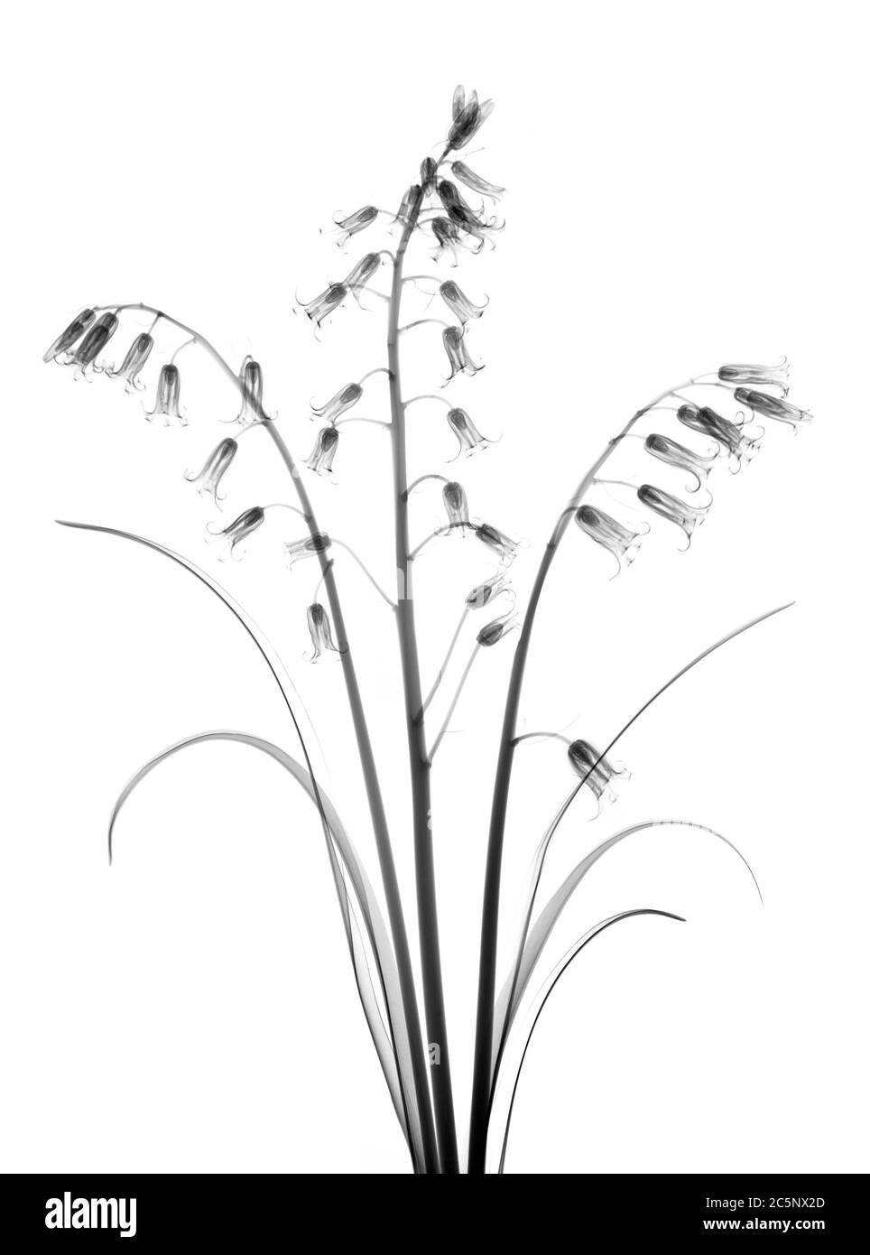 Bluebells (Hyacinthoides non-scripta), X-ray. Stock Photo