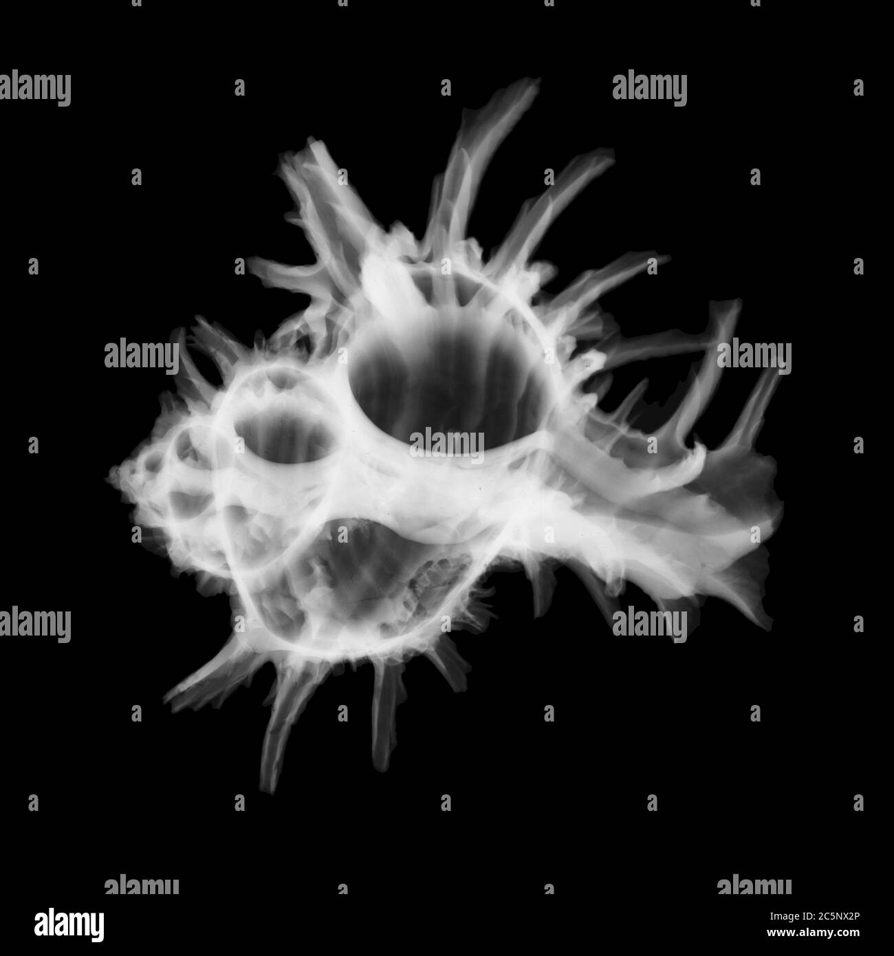 Shell (Bolinus brandari), X-ray. Stock Photo