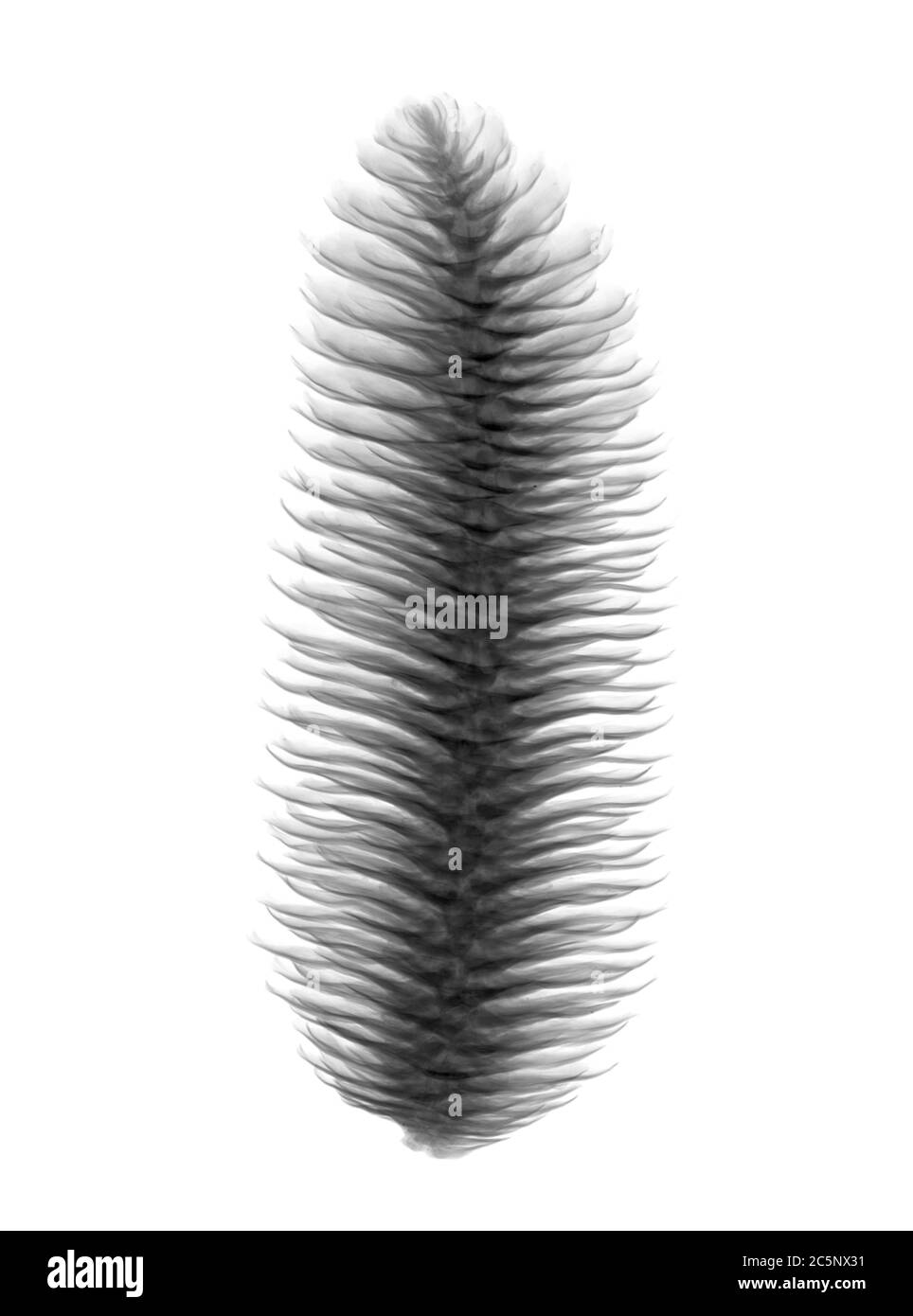 Fir cone, X-ray. Stock Photo