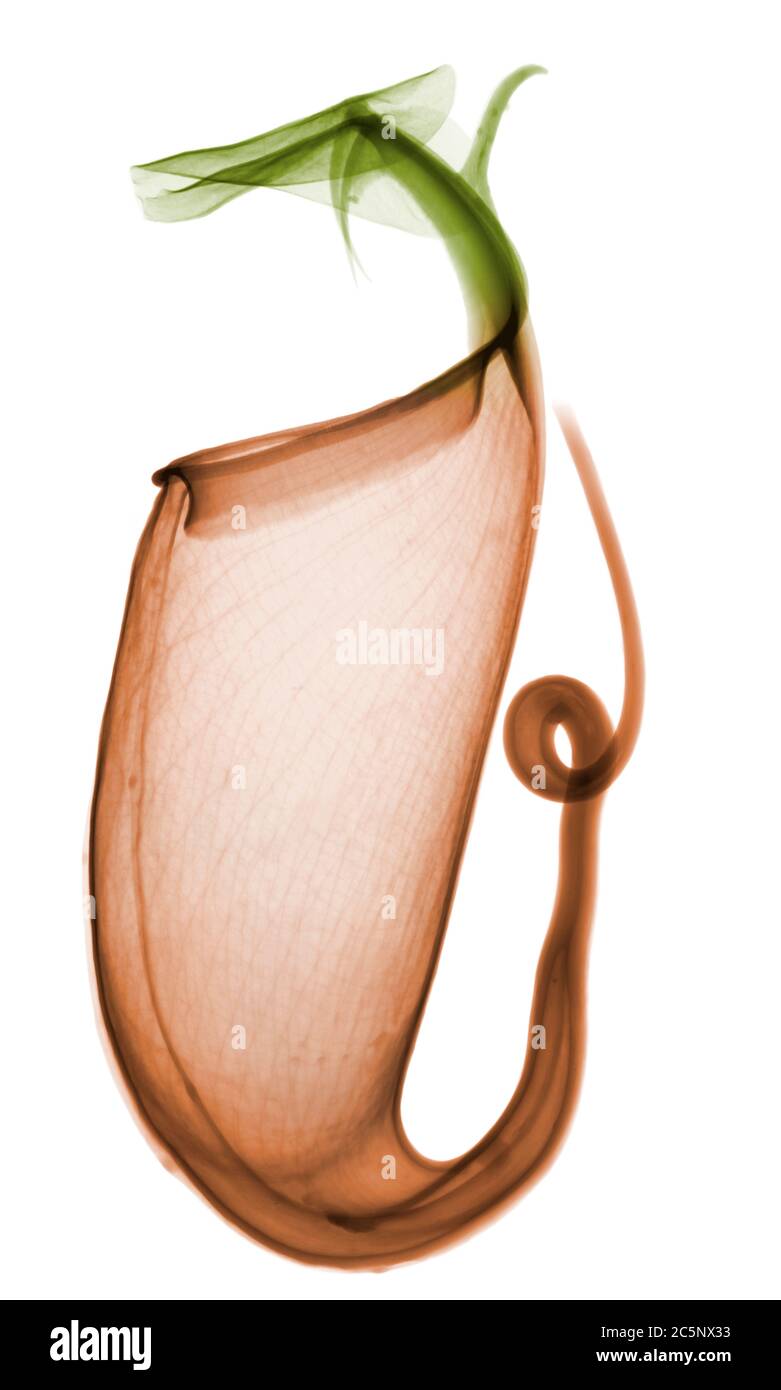 Pitcher plant (Nepenthes sp.), coloured X-ray. Stock Photo
