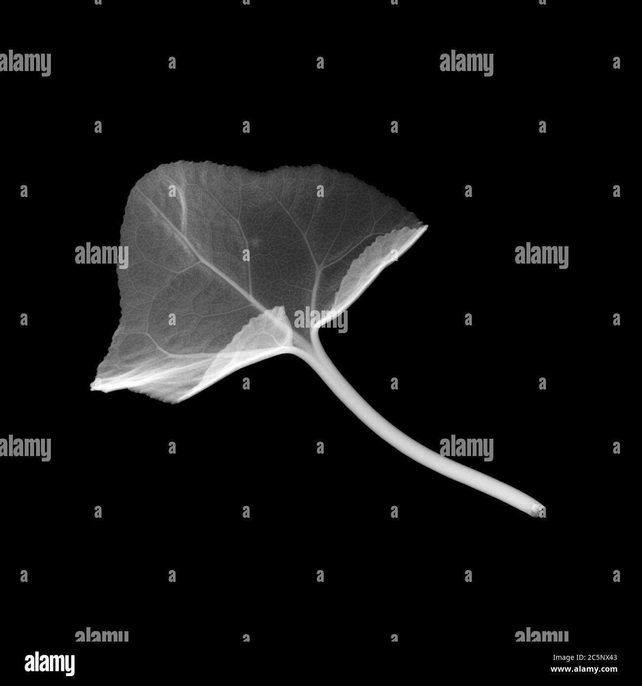 Cyclamen leaf, X-ray. Stock Photo