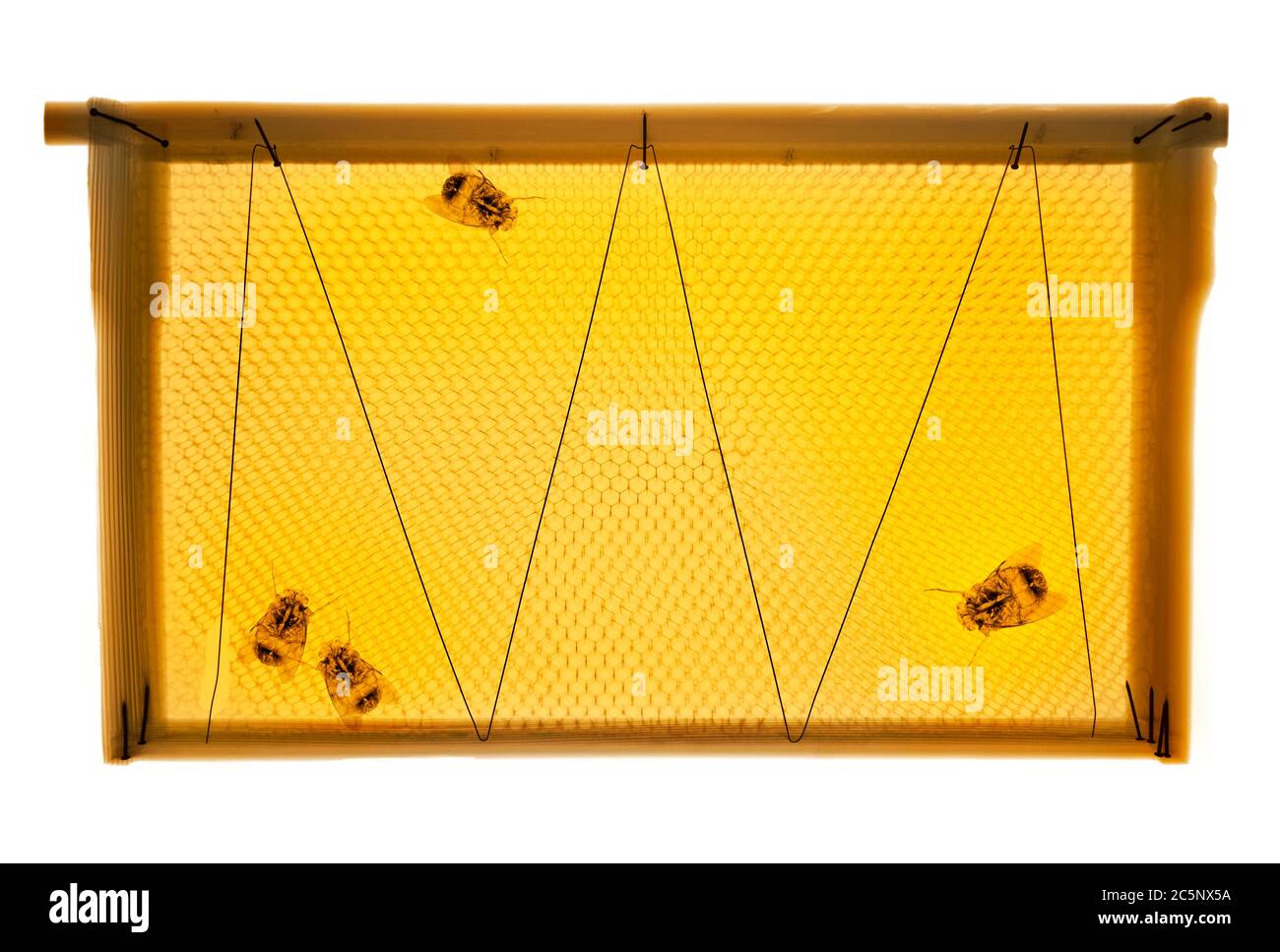 Bees and honeycomb, coloured X-ray. Stock Photo