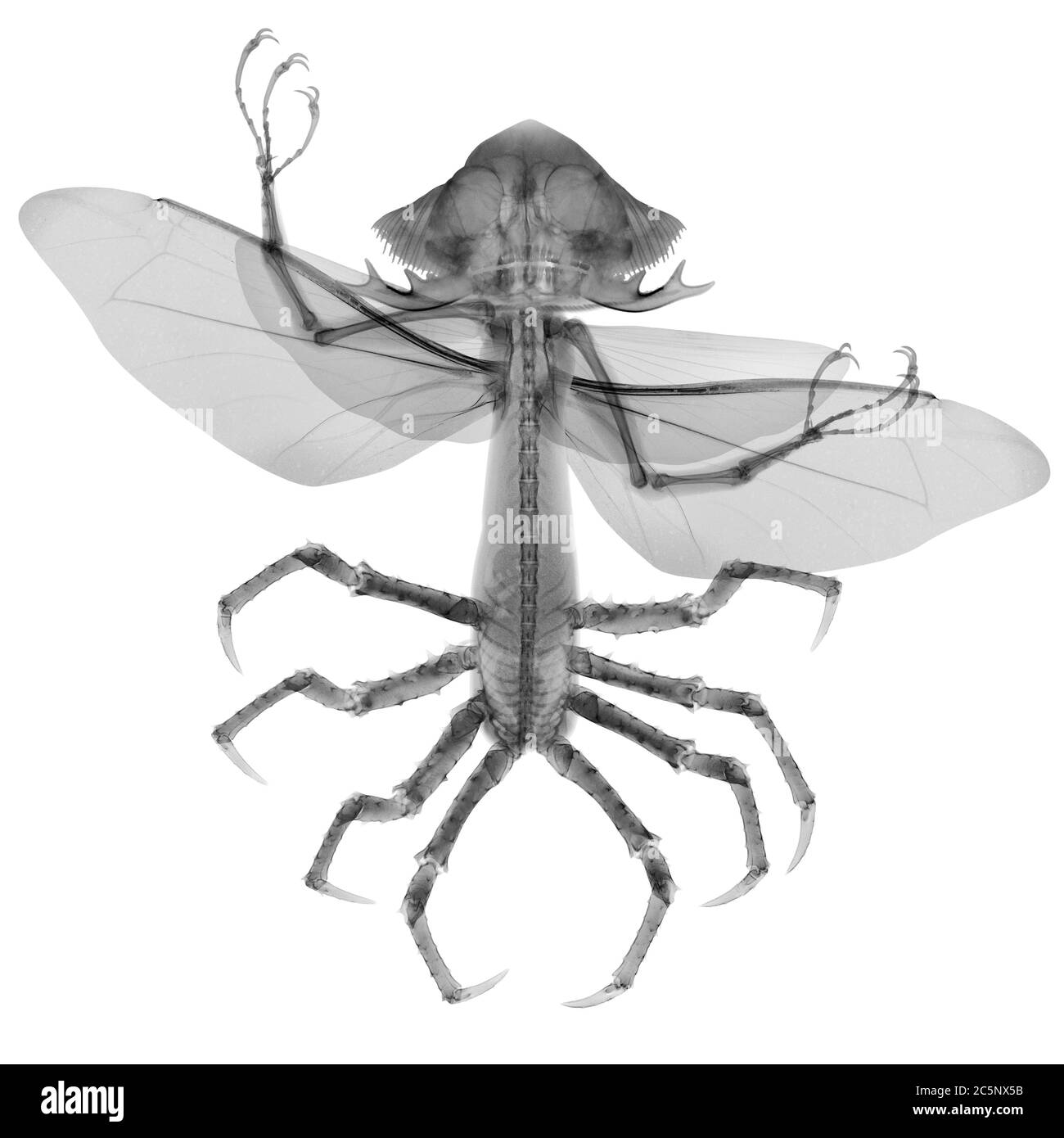 Alien insect hybrid, X-ray. Stock Photo