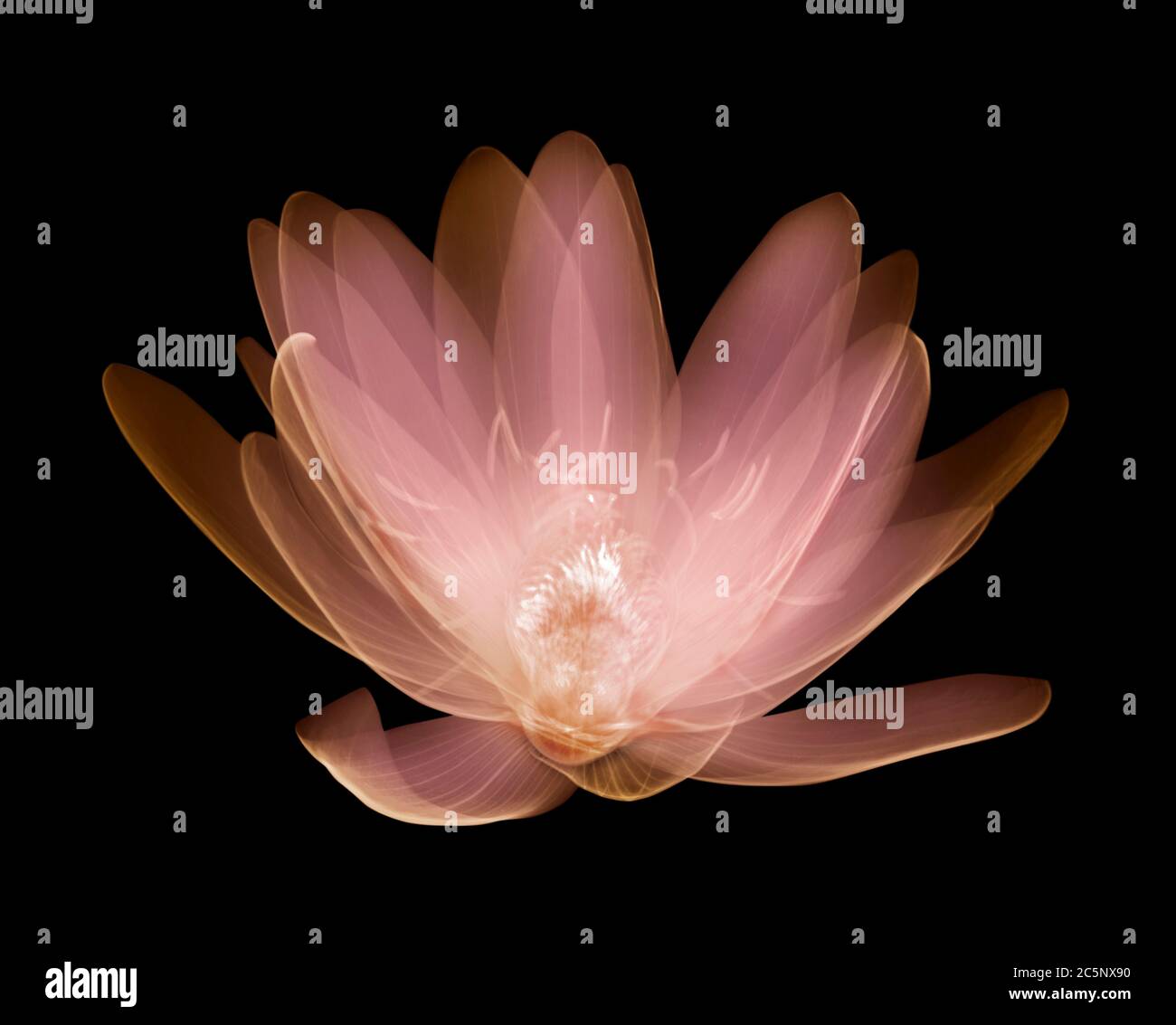 Water lily (Nymphaea alba), coloured X-ray. Stock Photo