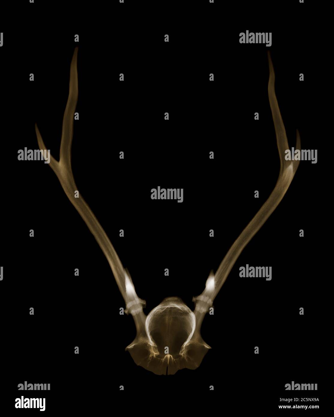 Antlers, coloured X-ray. Stock Photo