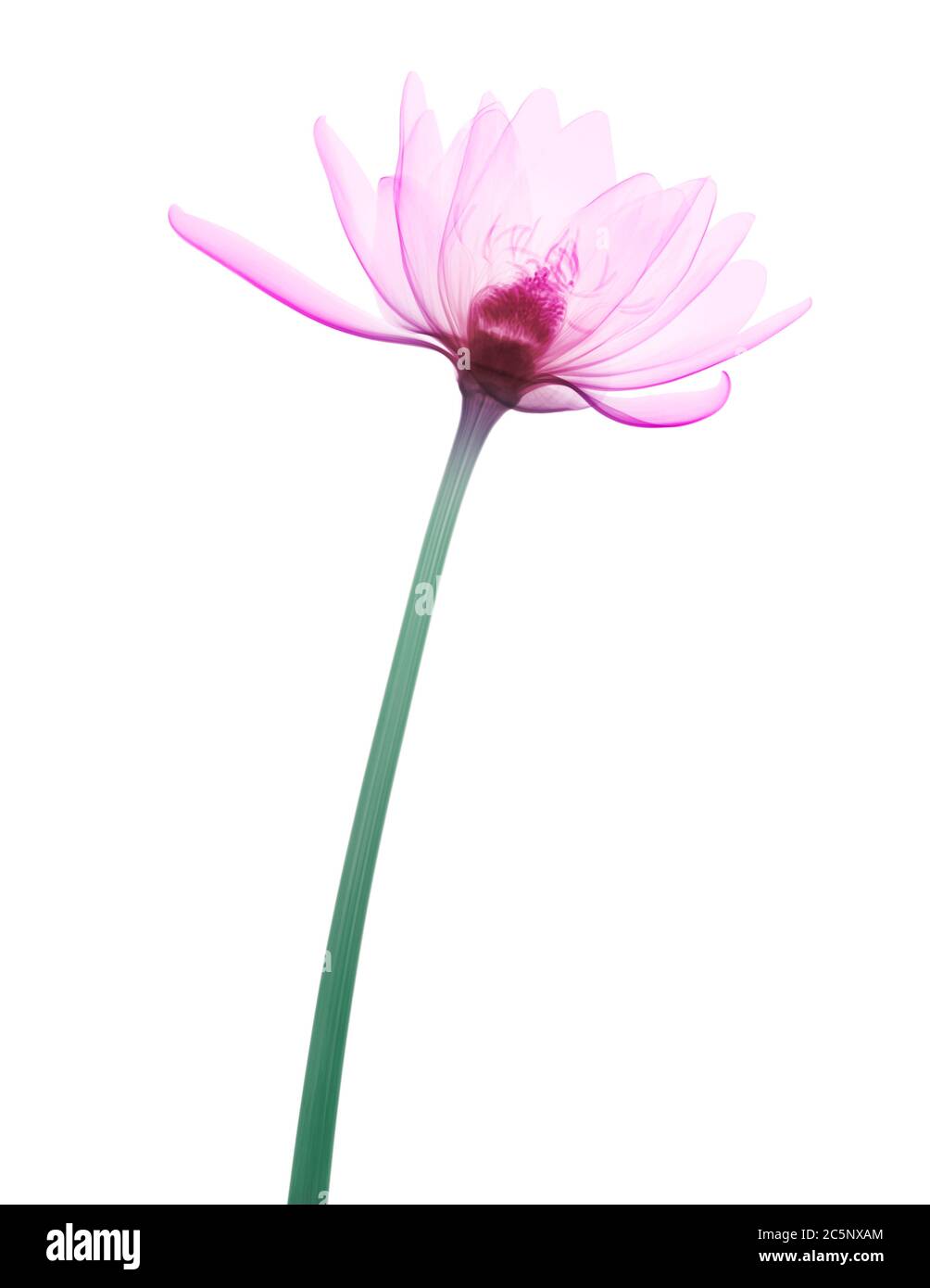 Pink water lily (Nymphaea sp.), coloured X-ray. Stock Photo