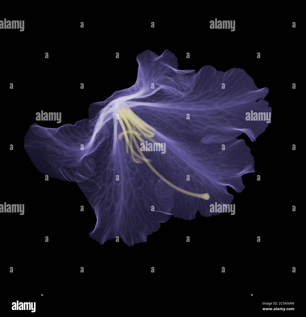 Flower head (Rhododendron germania), coloured X-ray. Stock Photo