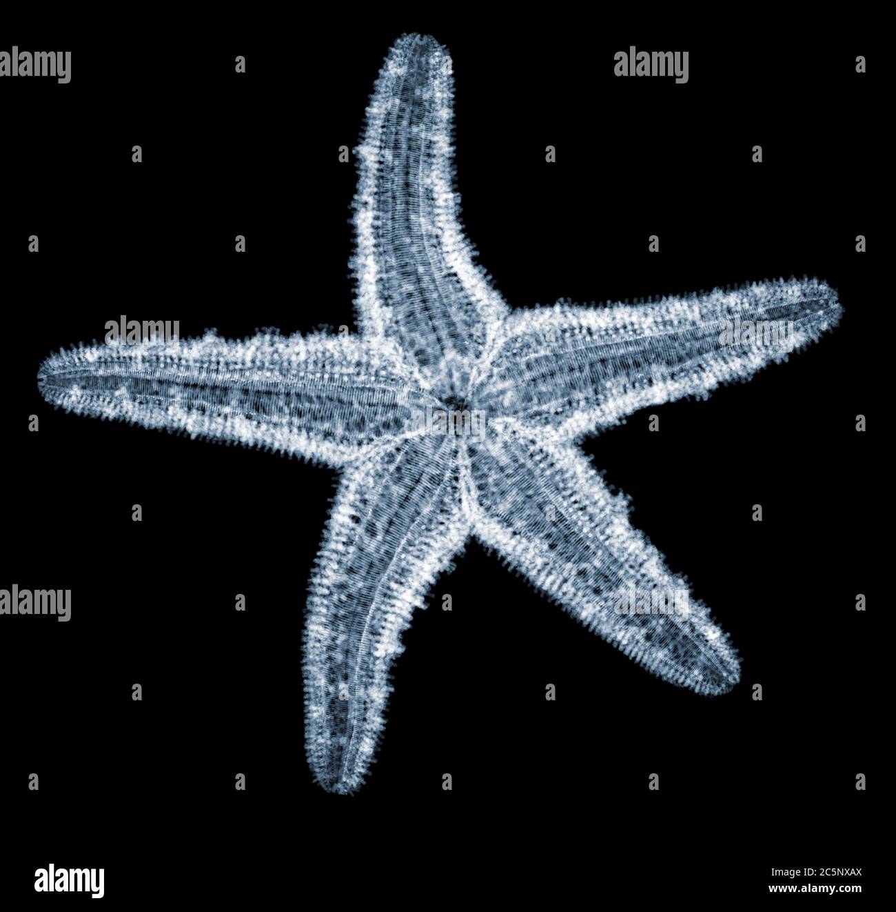 Sugar starfish, coloured X-ray. Stock Photo