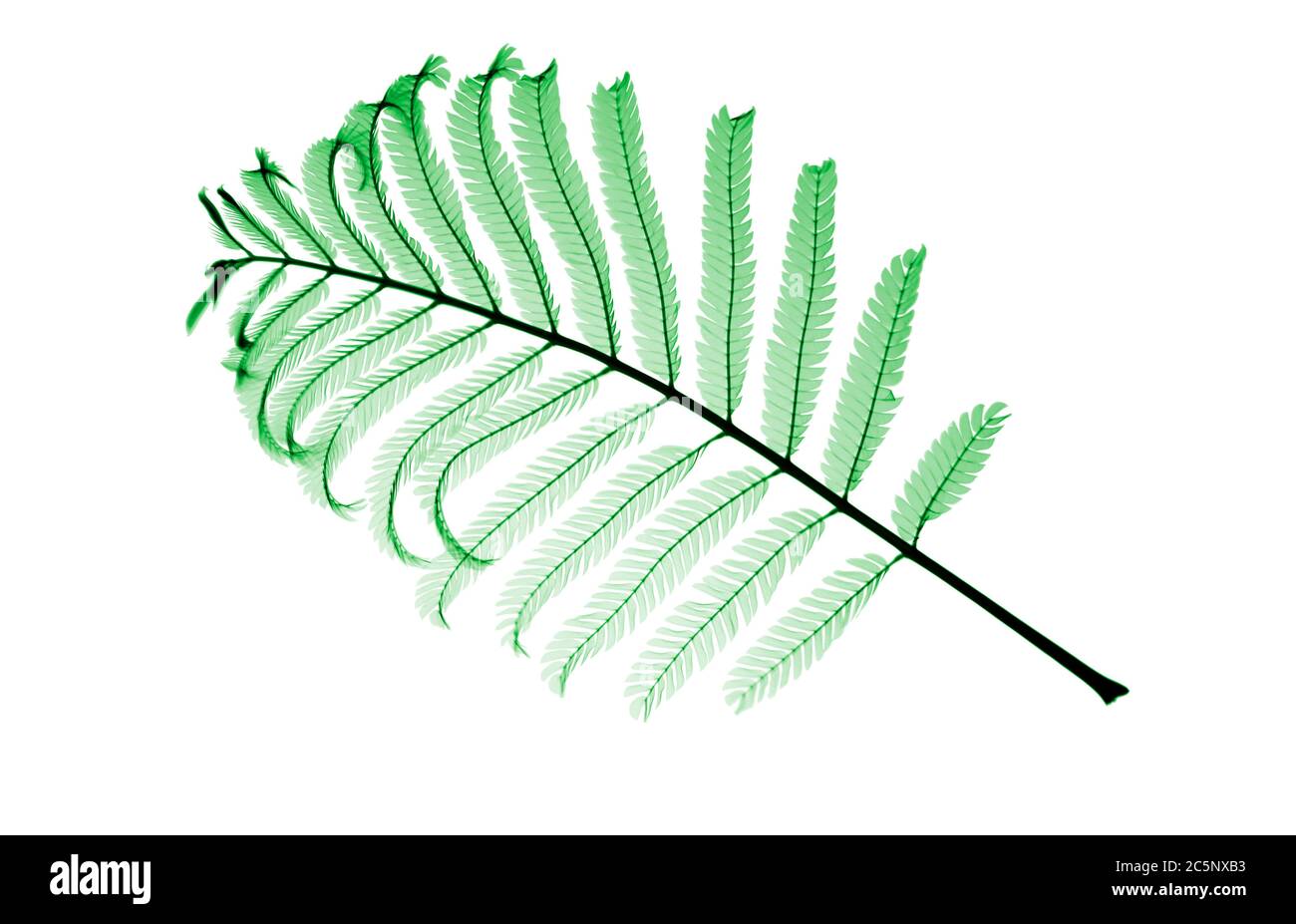 Persian silk tree twig (Albizia julibrissin), coloured X-ray. Stock Photo