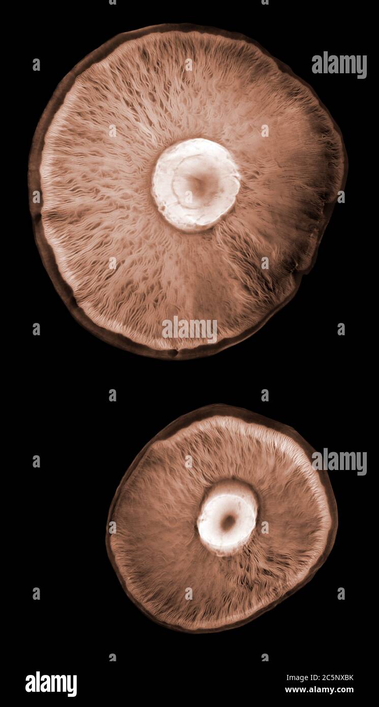 Mushrooms, coloured X-ray. Stock Photo