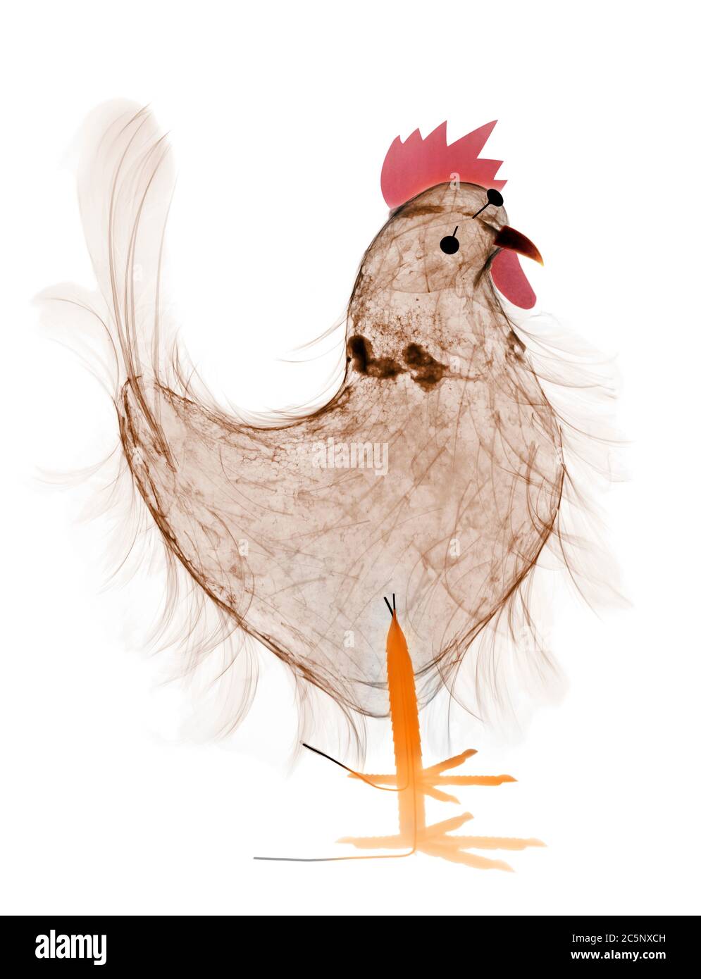 Collage hen, coloured X-ray. Stock Photo