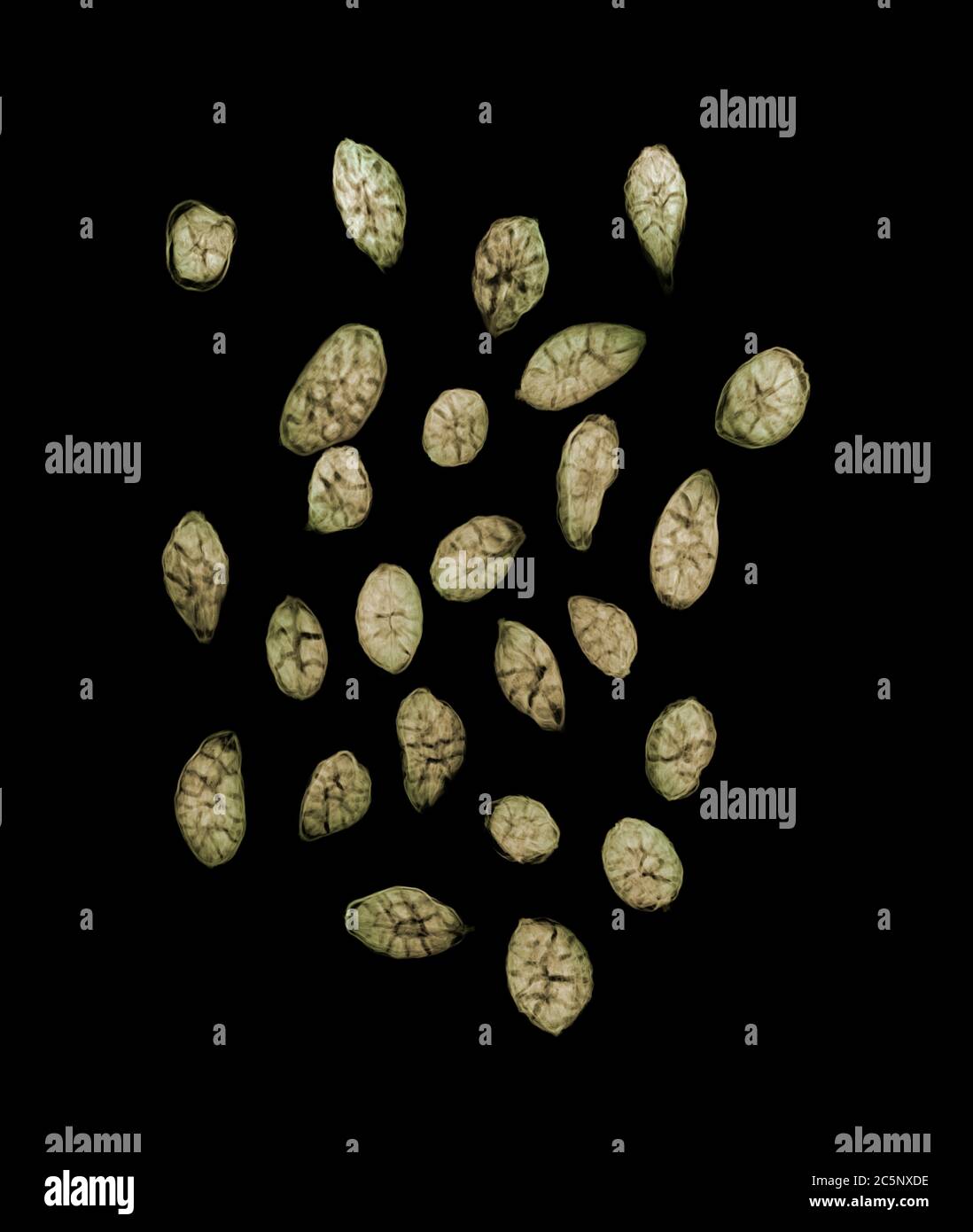 Green cardamom seeds (Elettaria sp.), coloured X-ray. Stock Photo