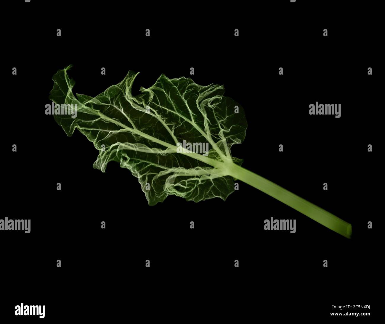 English Rhubarb (Rheum rhabarbarum) leaf, coloured X-ray. Stock Photo