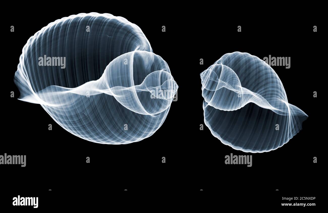Two seashells (Tonna olearia), coloured X-ray. Stock Photo
