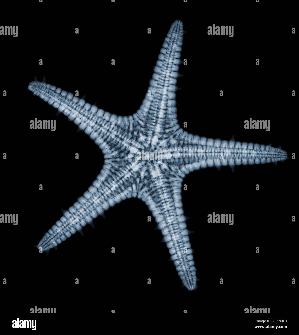 Horned jungle starfish, coloured X-ray. Stock Photo