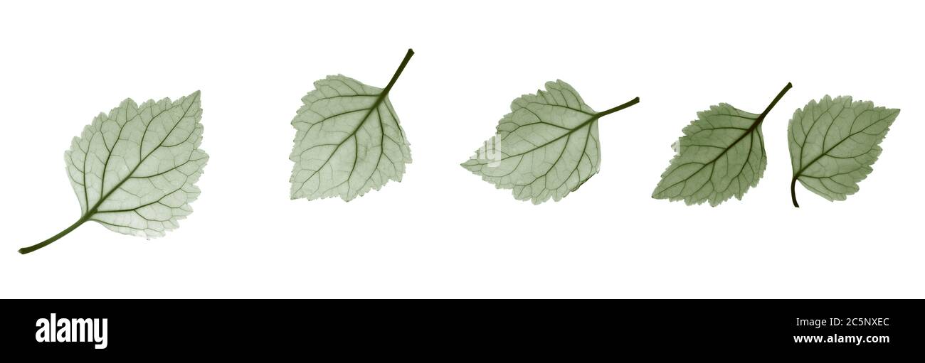 Patchouli leaves (Pogostemon cablin), coloured X-ray. Stock Photo