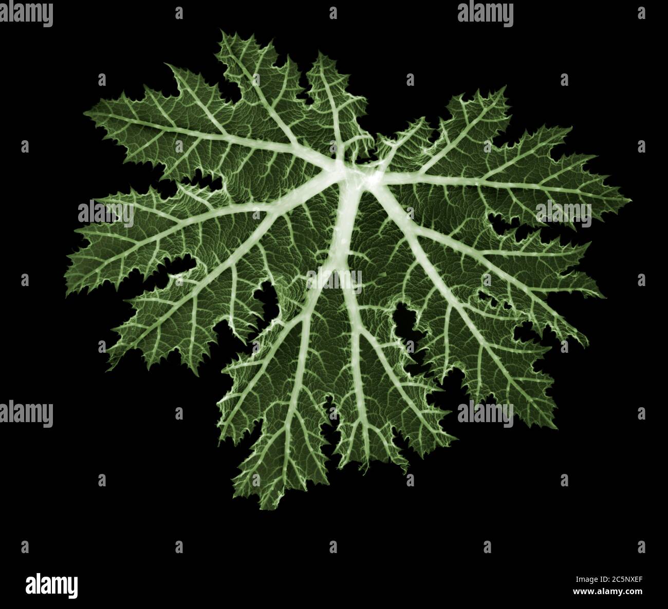 Chilean rhubarb (Gunnera tinctoria) leaf, coloured X-ray. Stock Photo