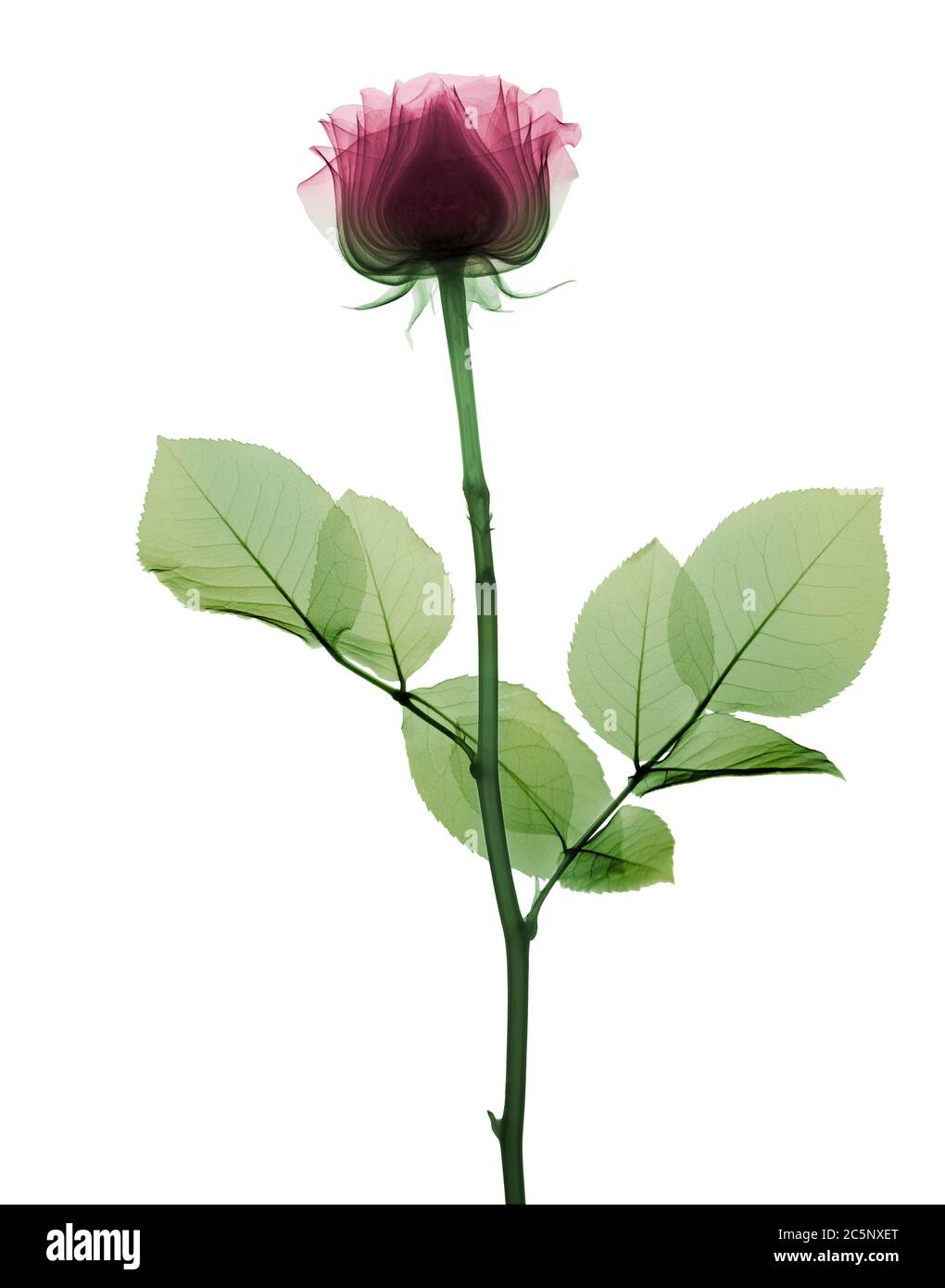 Pink rose (Rosa centifolia), coloured X-ray. Stock Photo