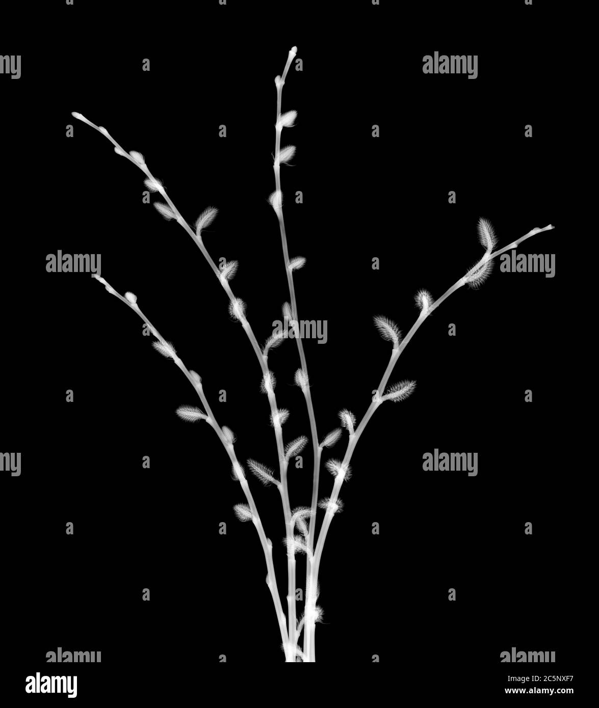 Sandbar willow twigs (Aquilegia columbine), X-ray. Stock Photo