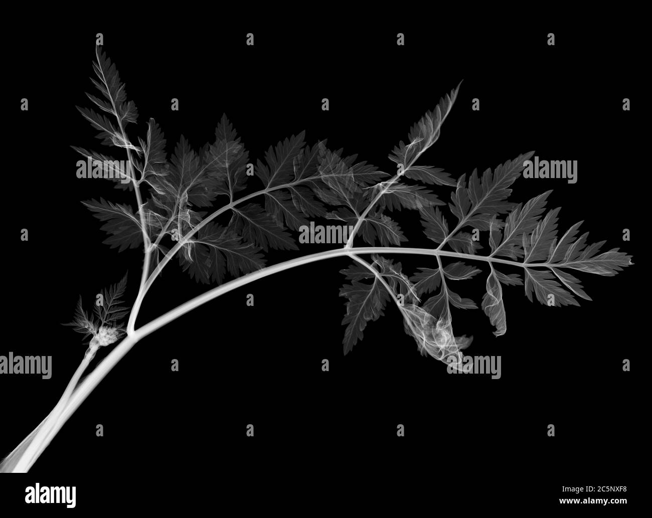 Cow parsley leaves (Anthriscus sylvestris), X-ray. Stock Photo