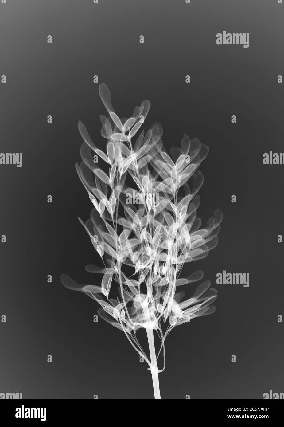 Sycamore (Acer pseudoplatanus), X-ray. Stock Photo